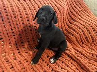 Rosa, a female Great Dane for sale in Milan, IN – 6 of 10