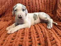 Lilly, a male Great Dane for sale in Milan, IN – 4 of 5