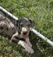 Franny, a female Great Dane for sale in Milan, IN – 5 of 5