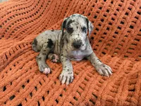 Stanley, a male Great Dane for sale in Milan, IN – 4 of 7