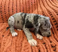Nova, a female Great Dane for sale in Milan, IN – 9 of 10