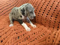 Franny, a female Great Dane for sale in Milan, IN – 3 of 9
