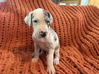 Jake, a male Great Dane for sale in Milan, IN – 7 of 10