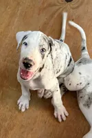Jake, a male Great Dane for sale in Milan, IN – 2 of 5