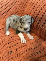 Franny, a female Great Dane for sale in Milan, IN – 5 of 9