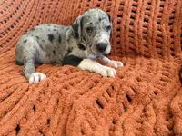 Franny, a female Great Dane for sale in Milan, IN – 8 of 9