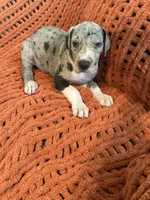 Franny, a female Great Dane for sale in Milan, IN – 2 of 9