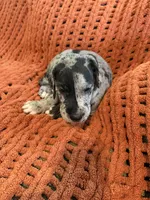 Levi, a male Great Dane for sale in Milan, IN – 9 of 9