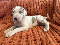 Lilly, a male Great Dane for sale in Milan, IN – 1 of 5