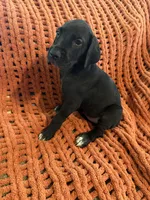 Rosa, a female Great Dane for sale in Milan, IN – 5 of 10