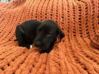 Ace, a male Great Dane for sale in Milan, IN – 6 of 10