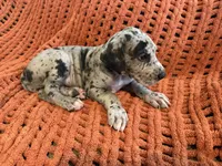 Stanley, a male Great Dane for sale in Milan, IN – 5 of 7