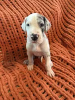 Jake, a male Great Dane for sale in Milan, IN – 6 of 10