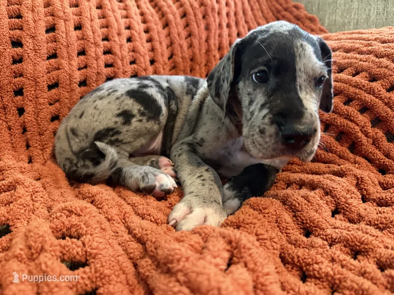 Levi – Great Dane puppy for sale in Milan, IN