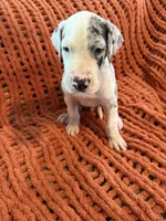 Jake, a male Great Dane for sale in Milan, IN – 9 of 10