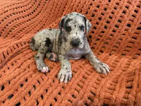 Stanley, a male Great Dane for sale in Milan, IN – 6 of 7