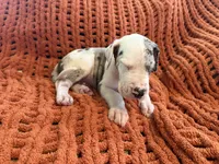 Jake, a male Great Dane for sale in Milan, IN – 8 of 10