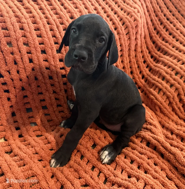 Rosa – Great Dane puppy for sale in Milan, IN