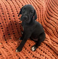 Rosa, a female Great Dane for sale in Milan, IN – 1 of 10