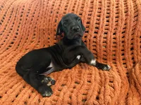 Rosa, a female Great Dane for sale in Milan, IN – 4 of 10