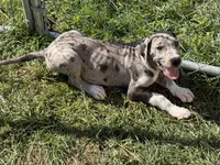 Franny, a female Great Dane for sale in Milan, IN – 2 of 5