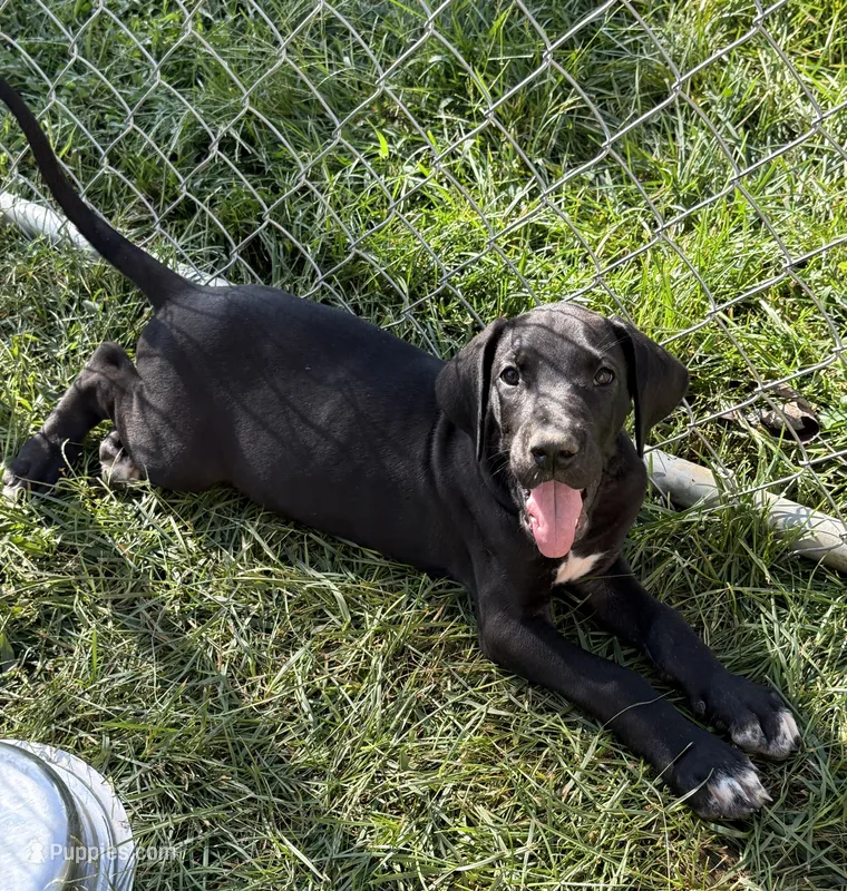 Ace – Great Dane puppy for sale in Milan, IN