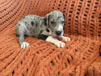 Franny, a female Great Dane for sale in Milan, IN – 4 of 9