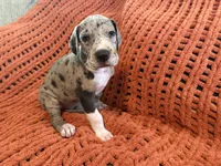 Franny, a female Great Dane for sale in Milan, IN – 9 of 9
