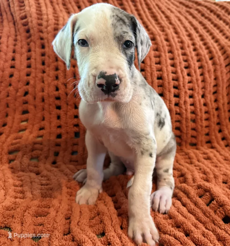 Jake – Great Dane puppy for sale in Milan, IN