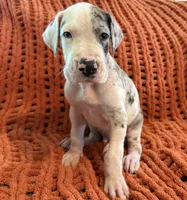 Jake, a male Great Dane for sale in Milan, IN – 1 of 10