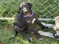 Rosa, a female Great Dane for sale in Milan, IN – 3 of 5