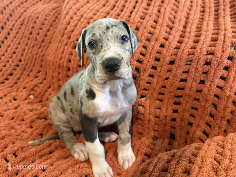 Franny – Great Dane puppy for sale in Milan, IN