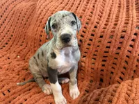 Franny, a female Great Dane for sale in Milan, IN – 1 of 9