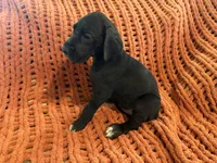 Rosa, a female Great Dane for sale in Milan, IN – 2 of 10