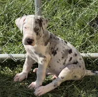 Jake, a male Great Dane for sale in Milan, IN – 4 of 5