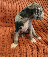 Nova, a female Great Dane for sale in Milan, IN – 3 of 10