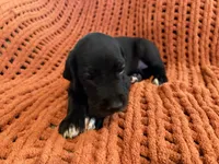Ace, a male Great Dane for sale in Milan, IN – 10 of 10