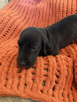Ace, a male Great Dane for sale in Milan, IN – 8 of 10