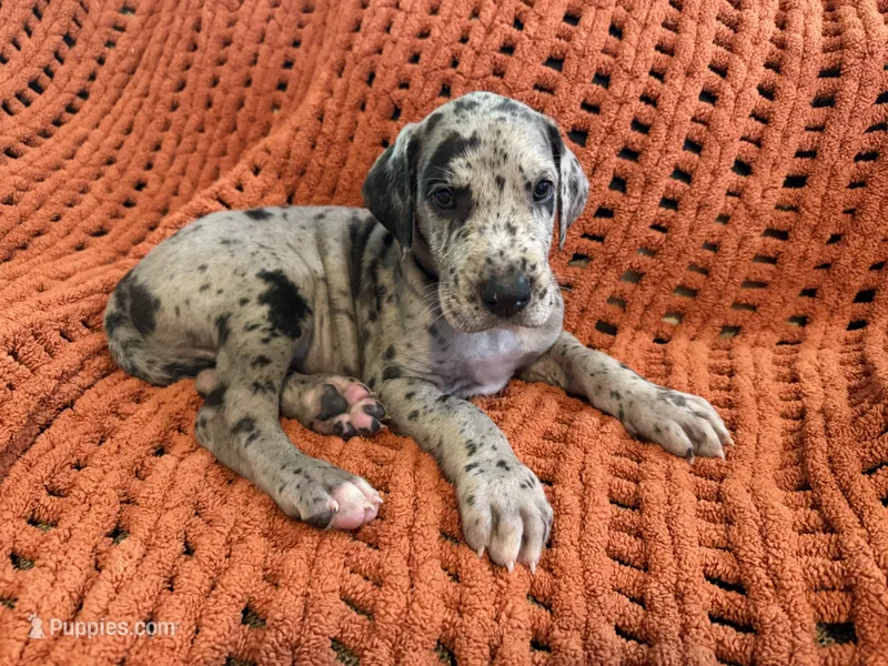 Stanley – Great Dane puppy for sale in Milan, IN
