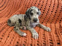 Stanley, a male Great Dane for sale in Milan, IN – 1 of 7