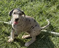 Franny, a female Great Dane for sale in Milan, IN – 3 of 5