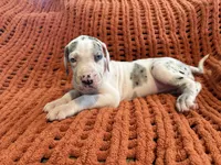 Lilly, a male Great Dane for sale in Milan, IN – 3 of 5