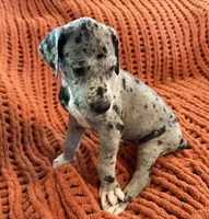 Nova, a female Great Dane for sale in Milan, IN – 1 of 10