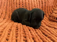 Ace, a male Great Dane for sale in Milan, IN – 4 of 10