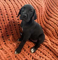 Rosa, a female Great Dane for sale in Milan, IN – 3 of 10