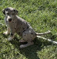 Franny, a female Great Dane for sale in Milan, IN – 4 of 5