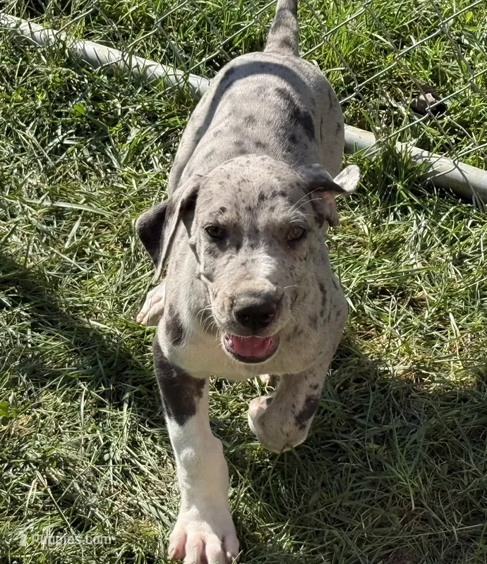 Franny – Great Dane puppy for sale in Milan, IN
