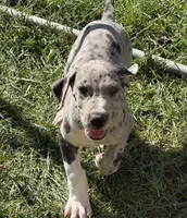 Franny, a female Great Dane for sale in Milan, IN – 1 of 5