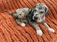 Nova, a female Great Dane for sale in Milan, IN – 5 of 10