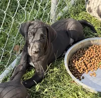 Ace, a male Great Dane for sale in Milan, IN – 6 of 8